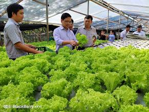 Hợp tác xã Nguyên Khang Garden hướng tới liên kết trồng rau sạch công nghệ cao