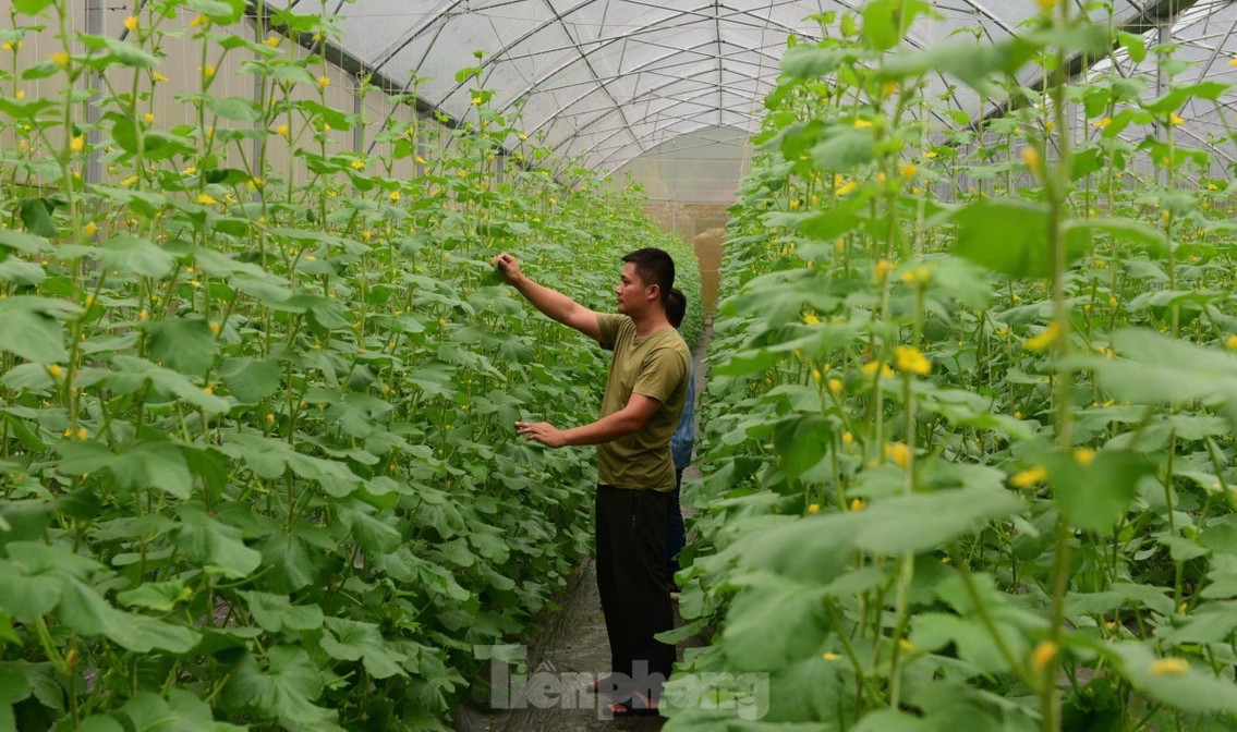 Thanh niên Tuyên Quang khởi nghiệp thành công với nông nghiệp công nghệ cao